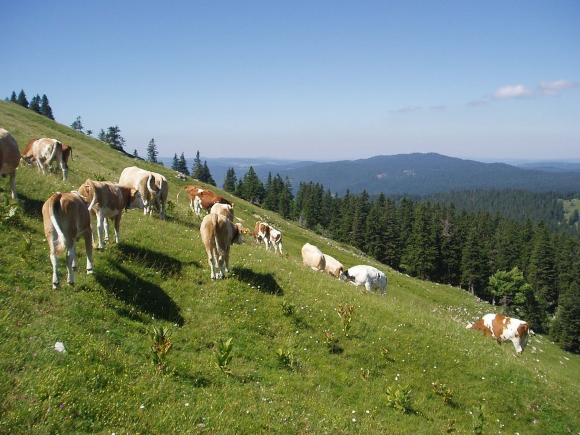 troupeau de vaches dans le haut Jura